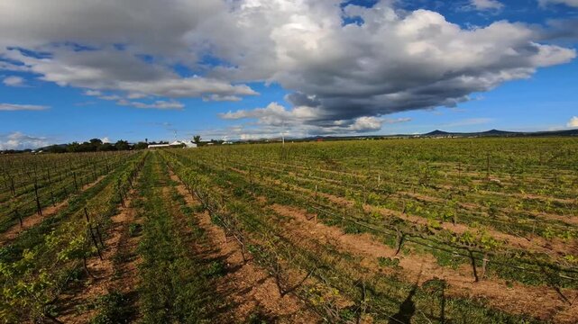 Visit to a vineyard in California during afternoon with clear skies and rows of grapevines