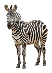Graceful zebra in wildlife close-up photography of nature's beauty isolated on transparent background