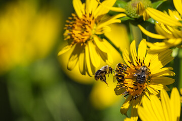 Close-up of a bees collecting nectar from a vibrant yellow sunflower-like wildflower © George Schmiesing