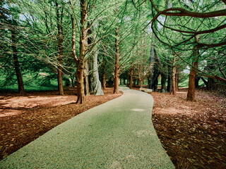 Fototapeta premium Path, trees, forest, walkway, trail, park in a peaceful wooded scene with a winding paved path, green canopy and scattered leaves, inviting walking, stroll and outdoor relaxation.
