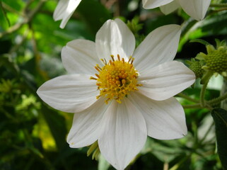Fototapeta premium Single White Wildflower with Yellow Center Macro isolated on Green Background
