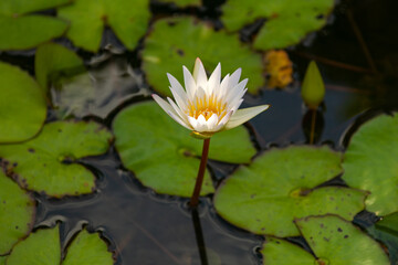 Waterlily creates calm mood. Waterlily enhances natural harmony. Waterlily reflects peaceful water. Waterlily symbolizes purity.