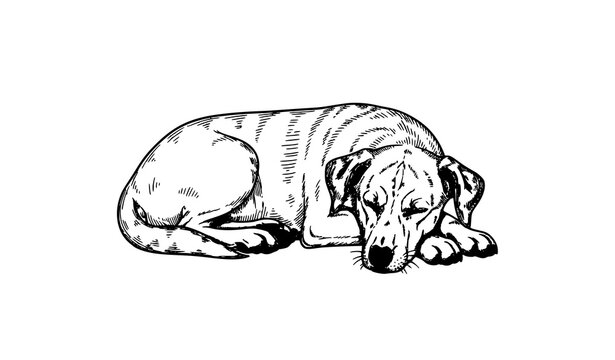 Old style lying dog vector drawing in vintage ink illustration style