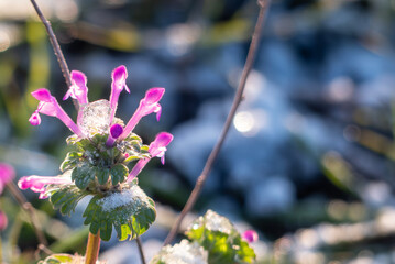 寒い冬の朝　凍りそうなホトケノザに太陽光がそそぐ