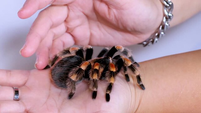 Mexican Redknee Tarantula Crawling on a Human Hand and Arm