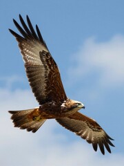 Majestic Red Kite Soaring Gracefully Against Clear Blue Sky During Daytime Flight Wildlife Photography Nature Bird In Motion