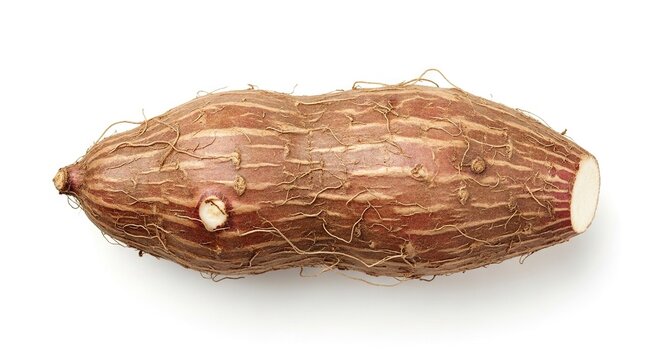 Brown oblong yam with striped skin small roots and cut end on a white surface