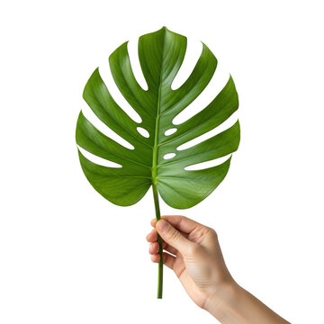 A hand holding a large green monstera leaf against a white background.