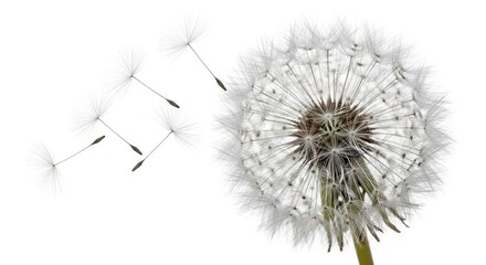 A dandelion shedding its seeds against a white backdrop