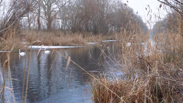 Swans gliding on Danube Valley Main Canal, surrounded by dry reeds and trees during dormancy in Hungary