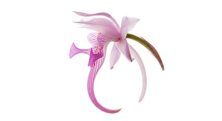 Pale purple orchid with curved petal intricate stripes on flowers upper portion isolated on white background
