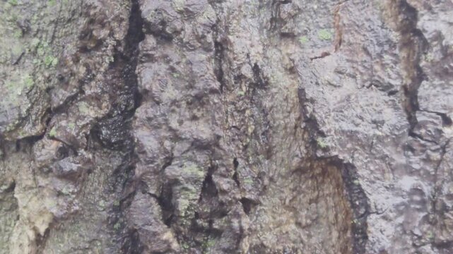 Cinematic close up of rugged tree bark surface featuring intricate natural patterns and weathered wooden fibers in Budapest Hungary at Tihamer utca. Ideal for organic texture and nature backgrounds.