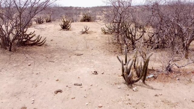 Drone footage of the Caatinga region in Petrolina, Pernambuco, Brazil.