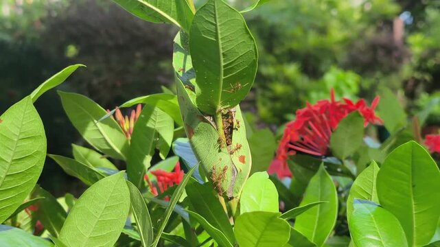 A weaver ant nest. This small colony is intricately crafted from fresh, vibrant green leaves. The insects work together to bind the foliage.