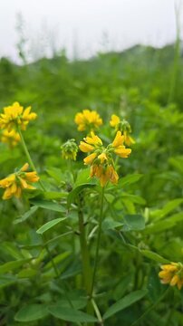 Close up of fresh fenugreek yellow flowers and green leaves in natural light