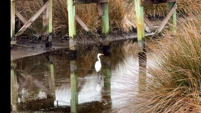 Outer Banks White Crane Hunting in Water