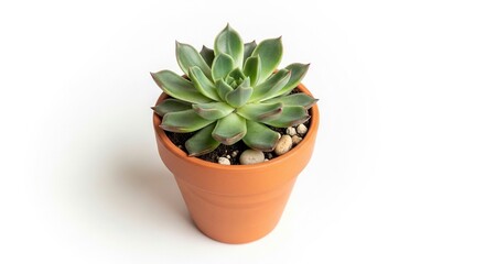 Fototapeta premium Succulent plant in terracotta pot on white background closeup topdown view bright natural light