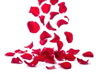 Obraz premium Falling rose petals floating in air, studio image of red rose petals falling, high resolution photography