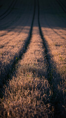 Sunset lighting over a grassy field with tire tracks.