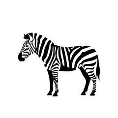 Obraz premium Black and White Zebra Standing Side View Isolated on White Background