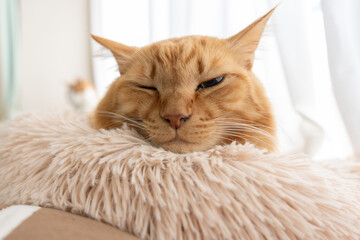 Obraz premium 窓辺でくつろぐ可愛い猫 茶トラ猫 