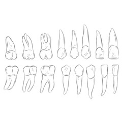 Collection of Teeth Illustrations &ndash; Dental Anatomy Artwork