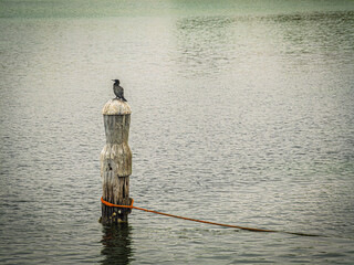 Obraz premium Sooty Cormorant On Tethered Scruffy Bollard
