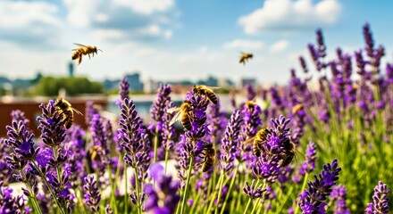 Obraz premium Golden Bees Gather on Lavender Stalks Above Blurred Cityscape Under Clear Sky