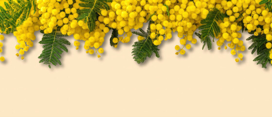 Bright yellow mimosa flowers show the beauty of spring, created AI