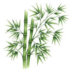 Naklejka premium A simple digital illustration of a bamboo plant with green stalks and leaves on a white background.