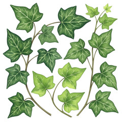 A beautiful illustration of ivy leaves and vines on a white background.