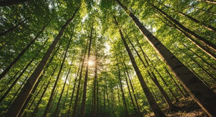 Sunlit perspective looking up through a dense forest canopy of tall, green trees