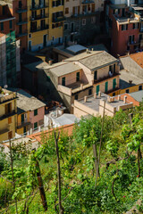 Fototapeta premium Vibrant vines grow on hillsides, framing cozy homes nestled in the picturesque village below