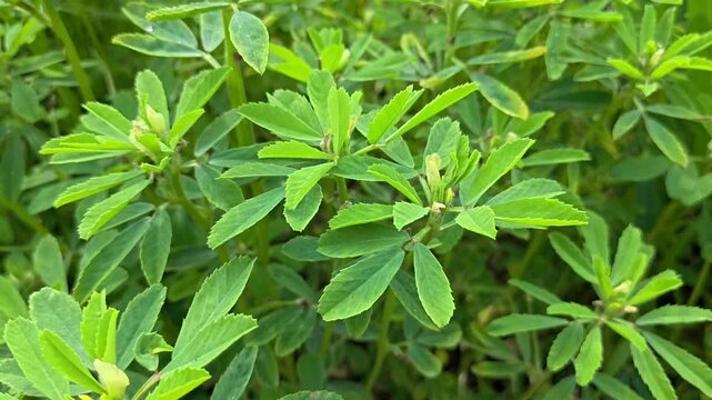 Close up view of fresh green fenugreek plants