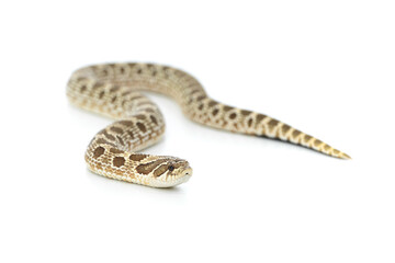 Western Hognose Snake Isolated on White Background, Studio Reptile Photography