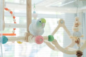 Budgerigar Parakeet Perching on Colorful Toy in Bright Indoor Aviary