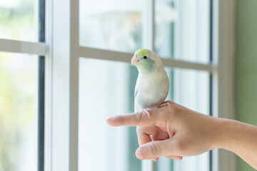 A Captive Forpus Parrotlet Sitting on a Human Finger by a Bright Window with Soft Natural Light
