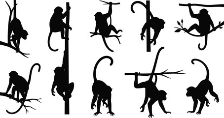 Monkey silhouette collection, set of climbing and swinging primate black shapes, tropical jungle animal icons, wildlife nature vector elements, monkey branch climbing silhouettes. © Aduri