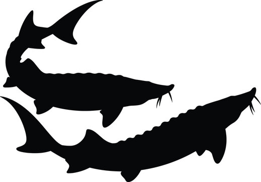 Black silhouettes of sturgeon fish in different swimming positions, ideal for aquatic biology, wildlife conservation, fishing icons, and educational stock illustrations.