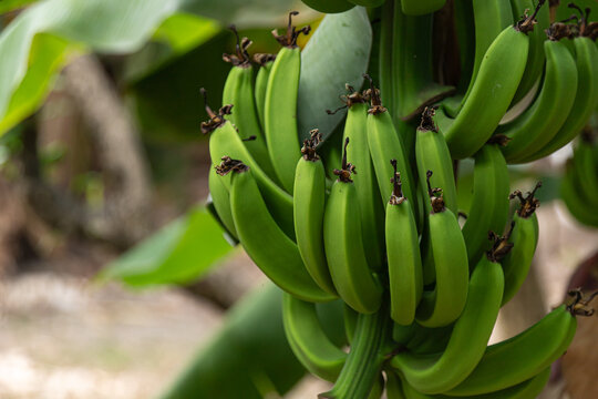 Close up of unripe green bananas hanging in a cluster on banana tree, captured in tropical garden with natural light and shallow depth of field.