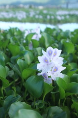 【奈良】本薬師寺跡に咲くホテイアオイ　クローズアップ