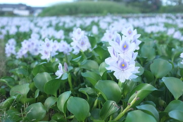 【奈良】本薬師寺跡に咲くホテイアオイ　クローズアップ