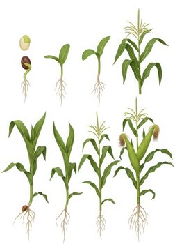 Stages of corn growth isolated on white background agricultural development