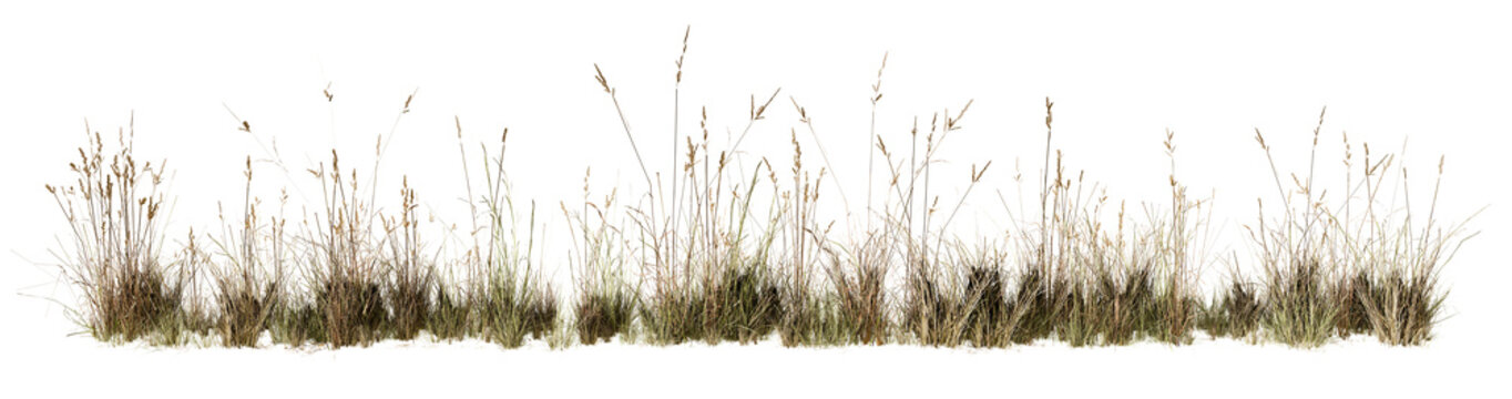 Realistic dry wild grass strip isolated on white background. Natural autumn vegetation border element ideal for seasonal design, rustic layouts, environmental concepts, drought awareness graphics