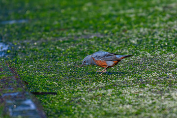 Obraz premium イソヒヨドリ