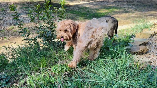 Curly Apricot Dog and Black Tricolor Dog Grazing on Fresh Green Grass in Garden