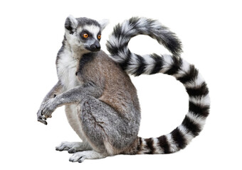 Fototapeta premium a ring-tailed lemur in a seated posture, its unique black and white tail curled upwards, displaying alert and curious facial features.
