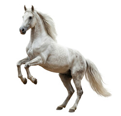 magnificent white horse reared up proudly against a dark background, showcasing its pure white coat and flowing mane © Glenn