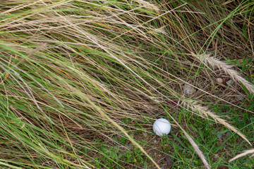 A worn golf ball lies deep within thick rough grass.