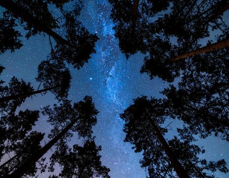 View through towering trees to the starry expanse of a nighttime sky